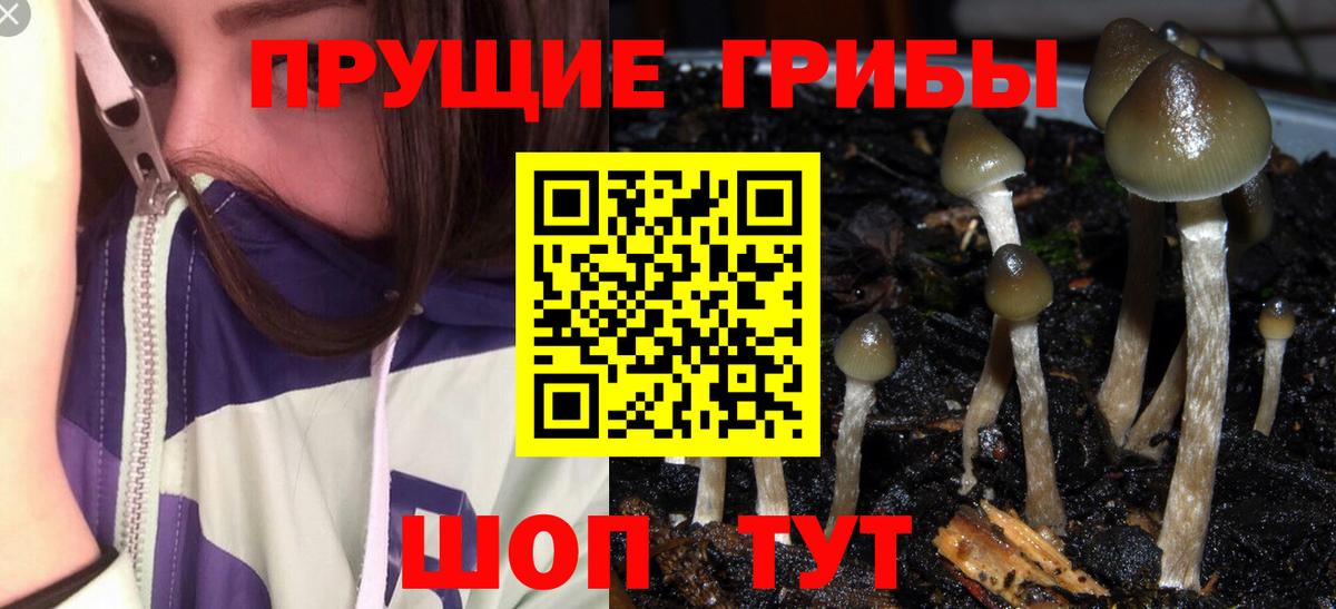 Галлюциногенные грибы Psilocybe  Вход с VPN  Галлюциногенные грибы Cubensis  Бийск 