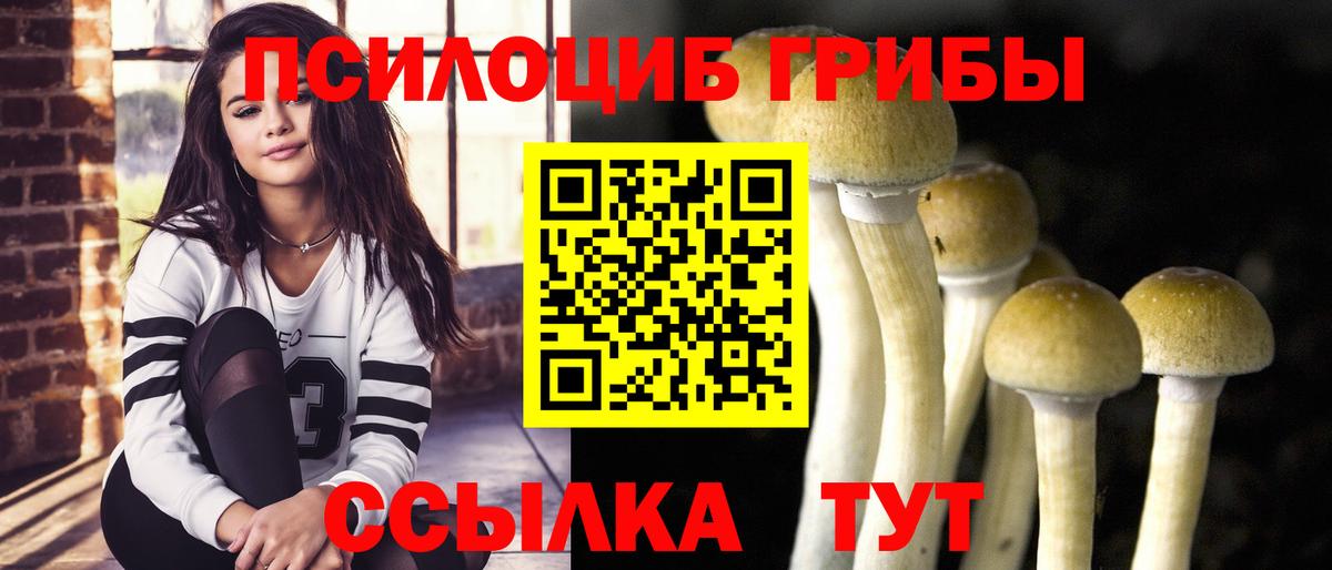 Псилоцибиновые грибы Cubensis Бийск